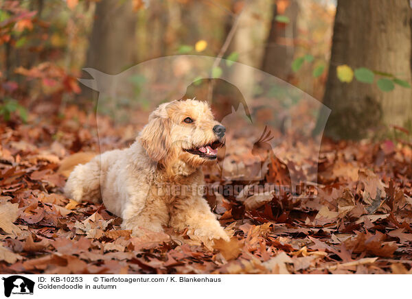 Goldendoodle im Herbst / Goldendoodle in autumn / KB-10253