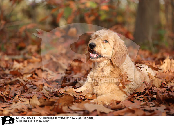Goldendoodle im Herbst / Goldendoodle in autumn / KB-10254