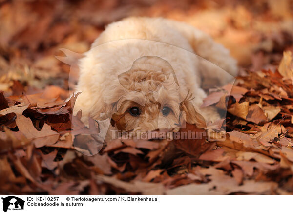 Goldendoodle in autumn / KB-10257