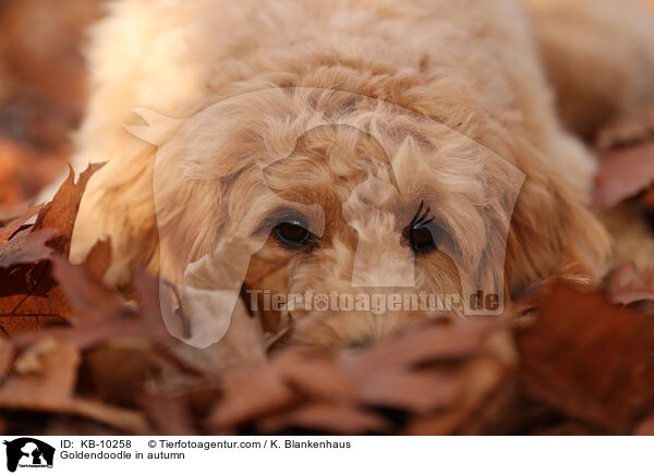 Goldendoodle in autumn / KB-10258