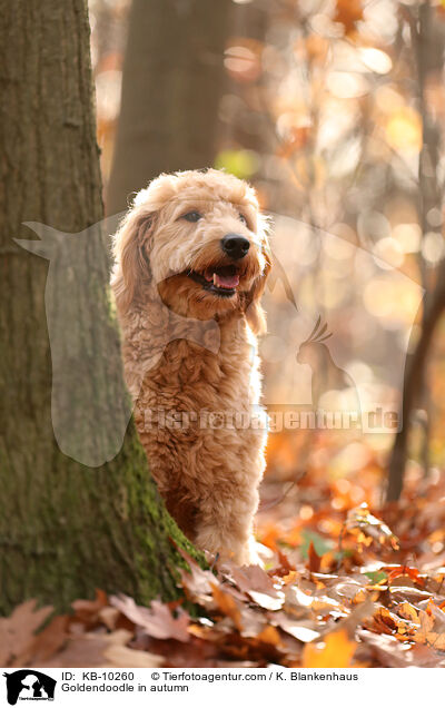 Goldendoodle im Herbst / Goldendoodle in autumn / KB-10260