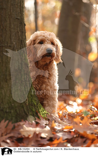 Goldendoodle im Herbst / Goldendoodle in autumn / KB-10264