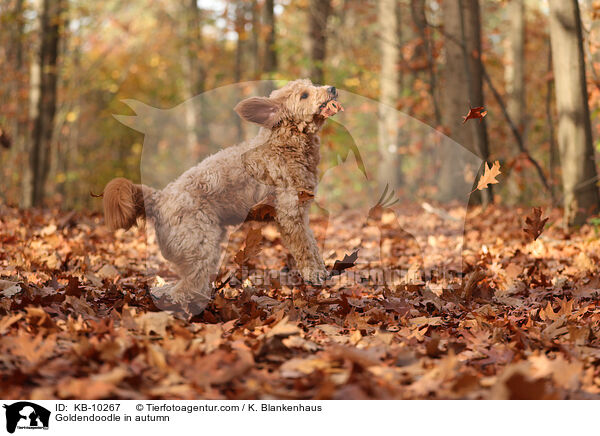 Goldendoodle im Herbst / Goldendoodle in autumn / KB-10267