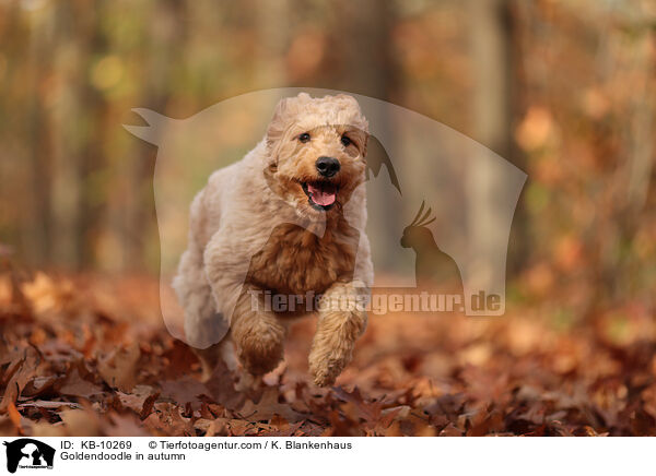 Goldendoodle im Herbst / Goldendoodle in autumn / KB-10269