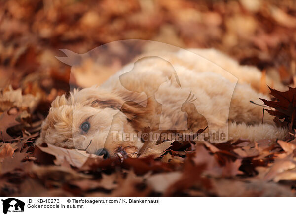 Goldendoodle im Herbst / Goldendoodle in autumn / KB-10273