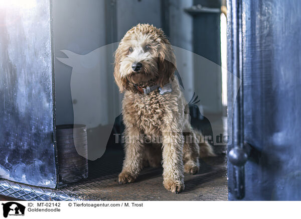 Goldendoodle / Goldendoodle / MT-02142