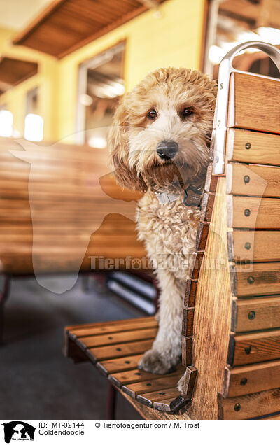 Goldendoodle / Goldendoodle / MT-02144