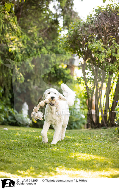 Goldendoodle / Goldendoodle / JAM-04295