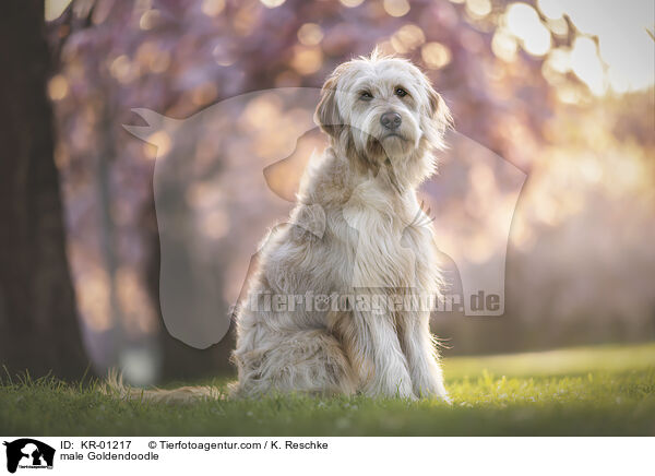 Goldendoodle R�de / male Goldendoodle / KR-01217