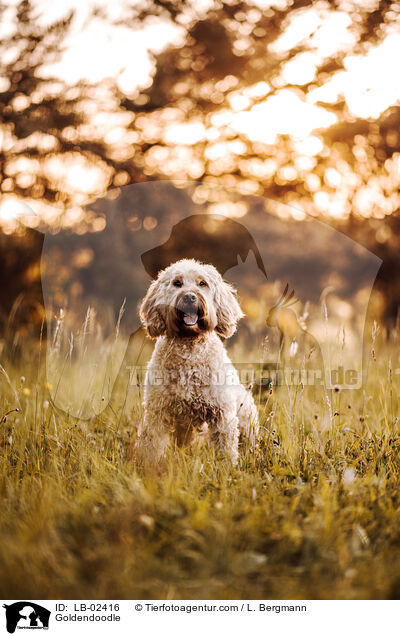 Goldendoodle / Goldendoodle / LB-02416