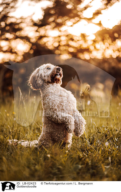 Goldendoodle / Goldendoodle / LB-02423