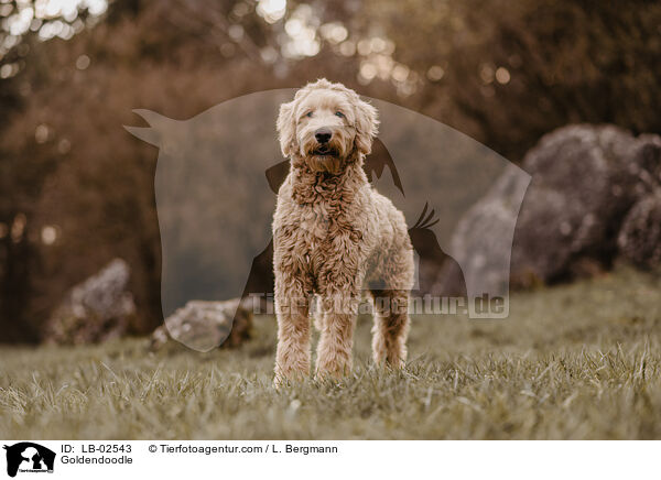 Goldendoodle / Goldendoodle / LB-02543