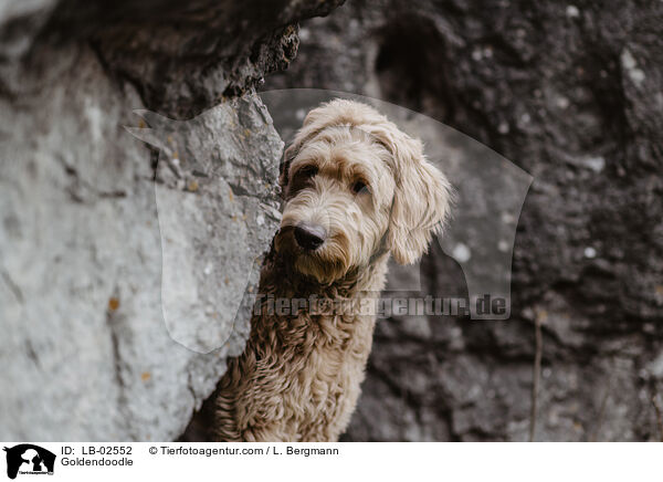 Goldendoodle / Goldendoodle / LB-02552