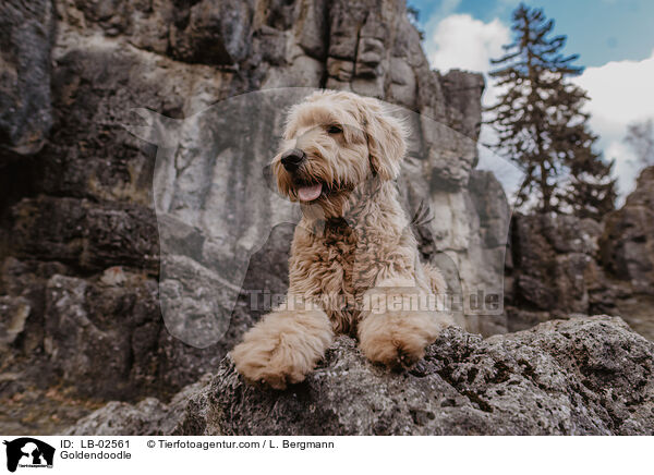 Goldendoodle / Goldendoodle / LB-02561