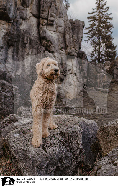 Goldendoodle / Goldendoodle / LB-02563