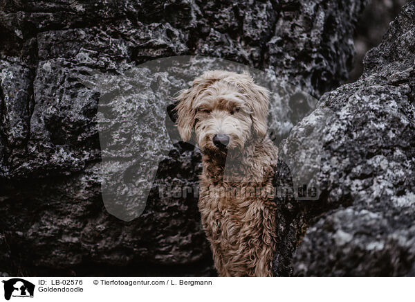 Goldendoodle / Goldendoodle / LB-02576