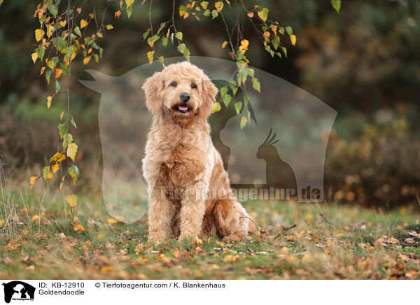 Goldendoodle / Goldendoodle / KB-12910