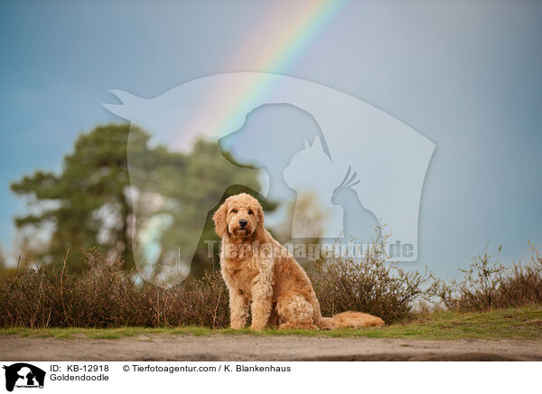 Goldendoodle / Goldendoodle / KB-12918