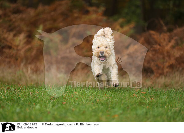 Goldendoodle / Goldendoodle / KB-13282