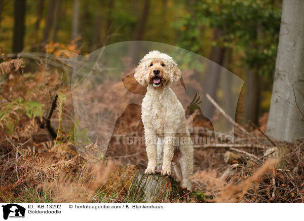 Goldendoodle / Goldendoodle / KB-13292