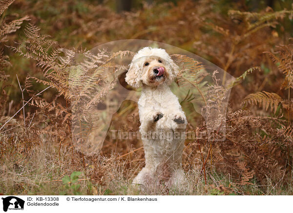 Goldendoodle / Goldendoodle / KB-13308