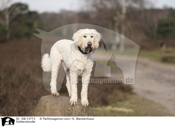 Goldendoodle / Goldendoodle / KB-13773