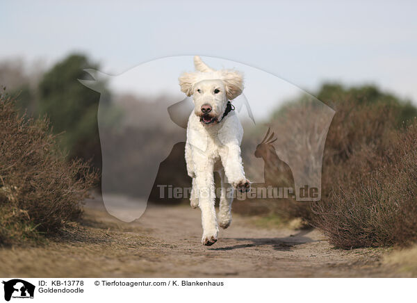 Goldendoodle / Goldendoodle / KB-13778