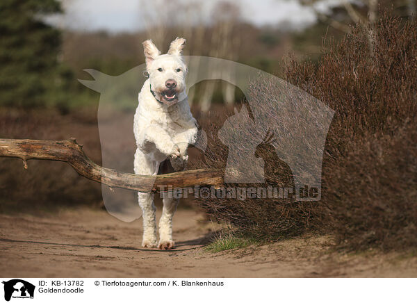 Goldendoodle / Goldendoodle / KB-13782