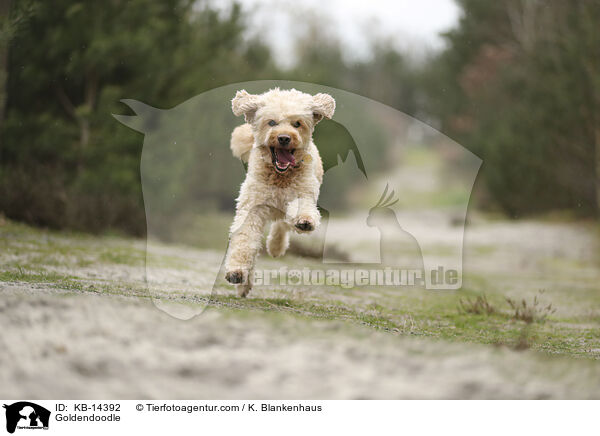 Goldendoodle / Goldendoodle / KB-14392