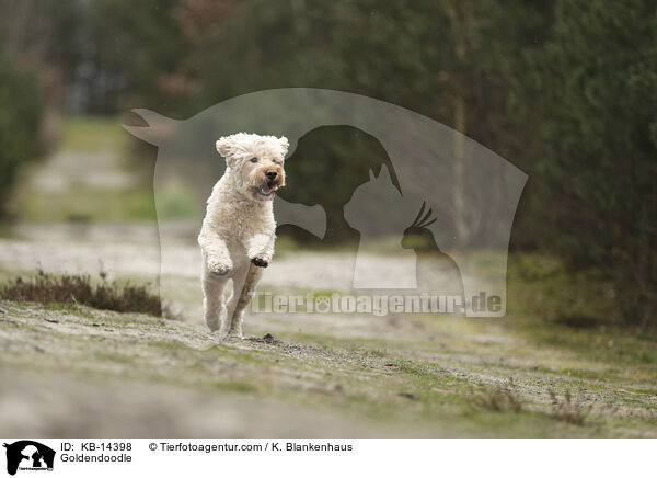 Goldendoodle / Goldendoodle / KB-14398
