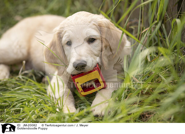 Goldendoodle Welpe / Goldendoodle Puppy / JM-20082