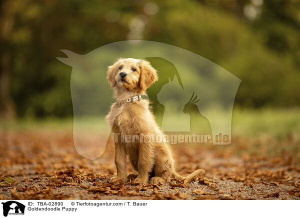Goldendoodle Welpe / Goldendoodle Puppy / TBA-02890