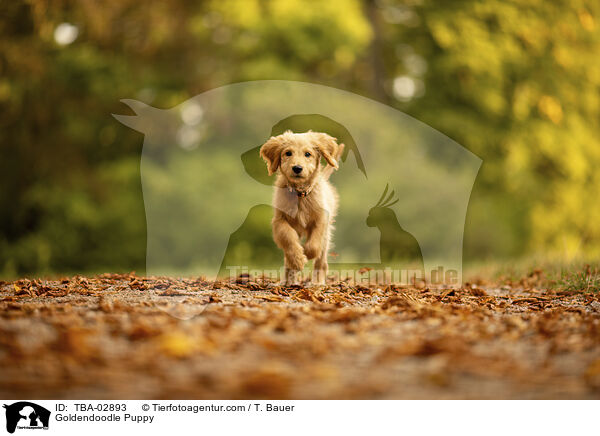 Goldendoodle Welpe / Goldendoodle Puppy / TBA-02893