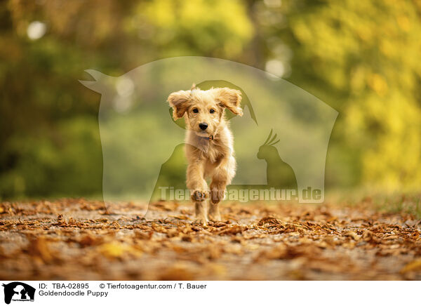 Goldendoodle Welpe / Goldendoodle Puppy / TBA-02895
