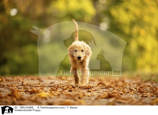 Goldendoodle Welpe / Goldendoodle Puppy / TBA-02896