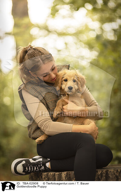 Goldendoodle Welpe / Goldendoodle Puppy / TBA-02908
