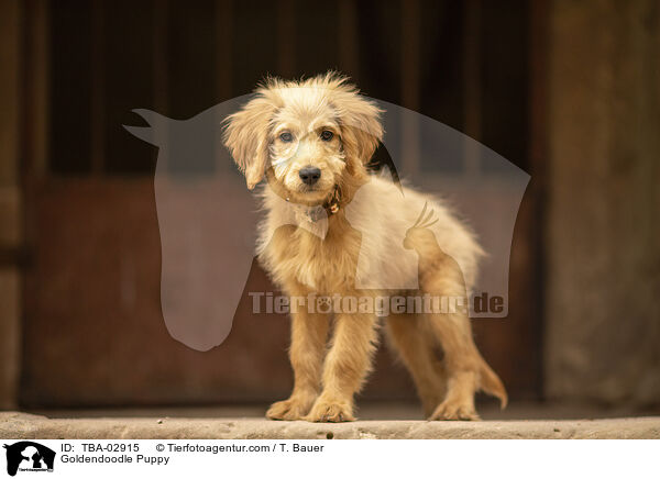 Goldendoodle Welpe / Goldendoodle Puppy / TBA-02915
