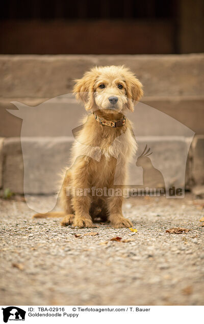 Goldendoodle Welpe / Goldendoodle Puppy / TBA-02916