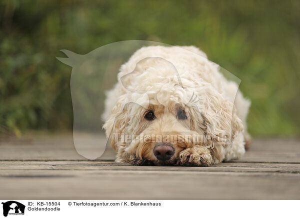 Goldendoodle / Goldendoodle / KB-15504