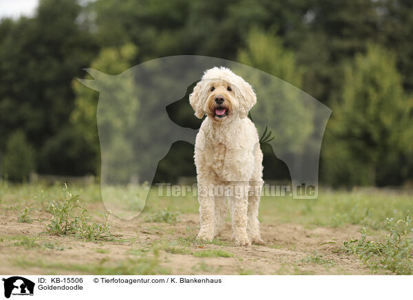 Goldendoodle / Goldendoodle / KB-15506