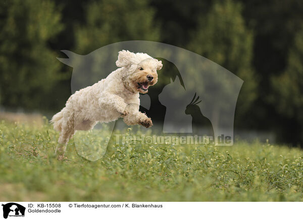 Goldendoodle / Goldendoodle / KB-15508