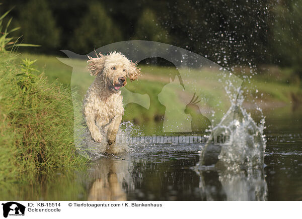 Goldendoodle / Goldendoodle / KB-15514