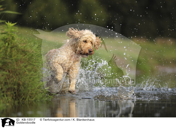 Goldendoodle / Goldendoodle / KB-15517