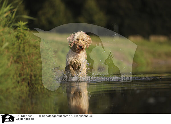 Goldendoodle / Goldendoodle / KB-15518