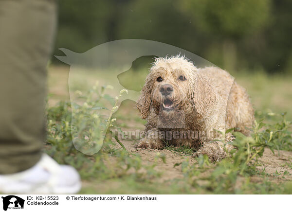 Goldendoodle / Goldendoodle / KB-15523