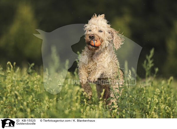 Goldendoodle / Goldendoodle / KB-15525