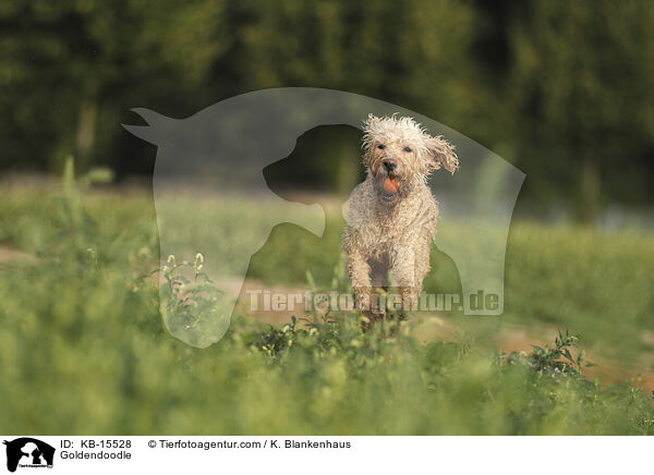 Goldendoodle / Goldendoodle / KB-15528
