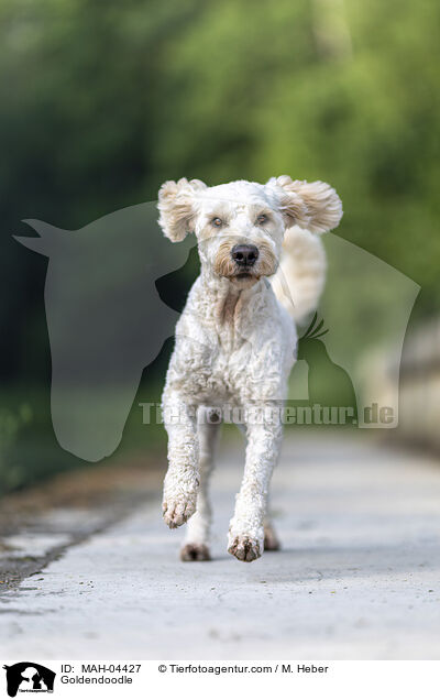Goldendoodle / Goldendoodle / MAH-04427