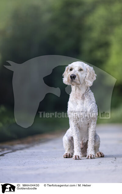Goldendoodle / Goldendoodle / MAH-04430