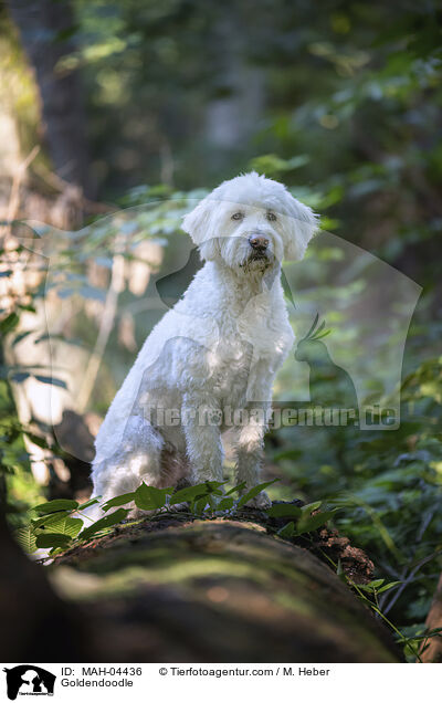 Goldendoodle / Goldendoodle / MAH-04436
